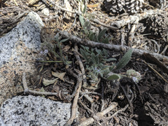 Phacelia mutabilis