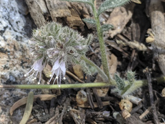 Phacelia mutabilis