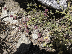 Monardella australis