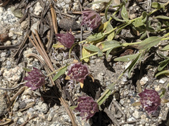 Monardella australis