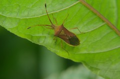 Hemiptera