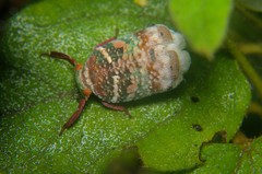Hemiptera
