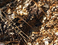 Sitana ponticeriana