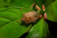 Hemiptera