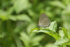Luthrodes pandava peripatria