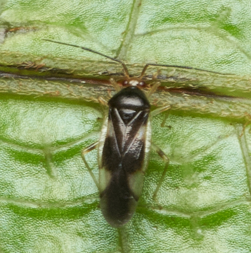 Monalocoris pallidiceps