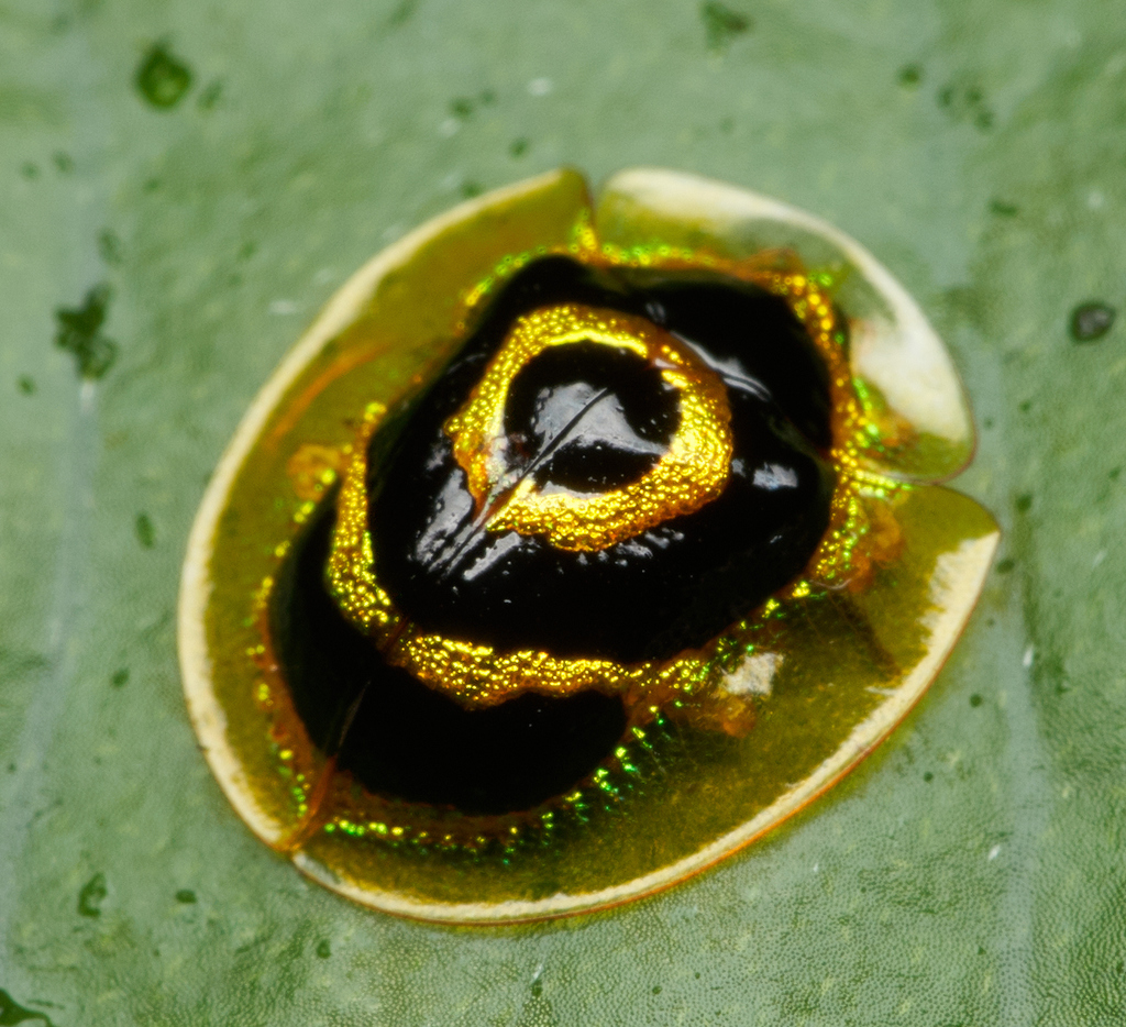 Ischnocodia