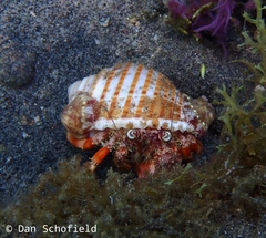 Dardanus pedunculatus