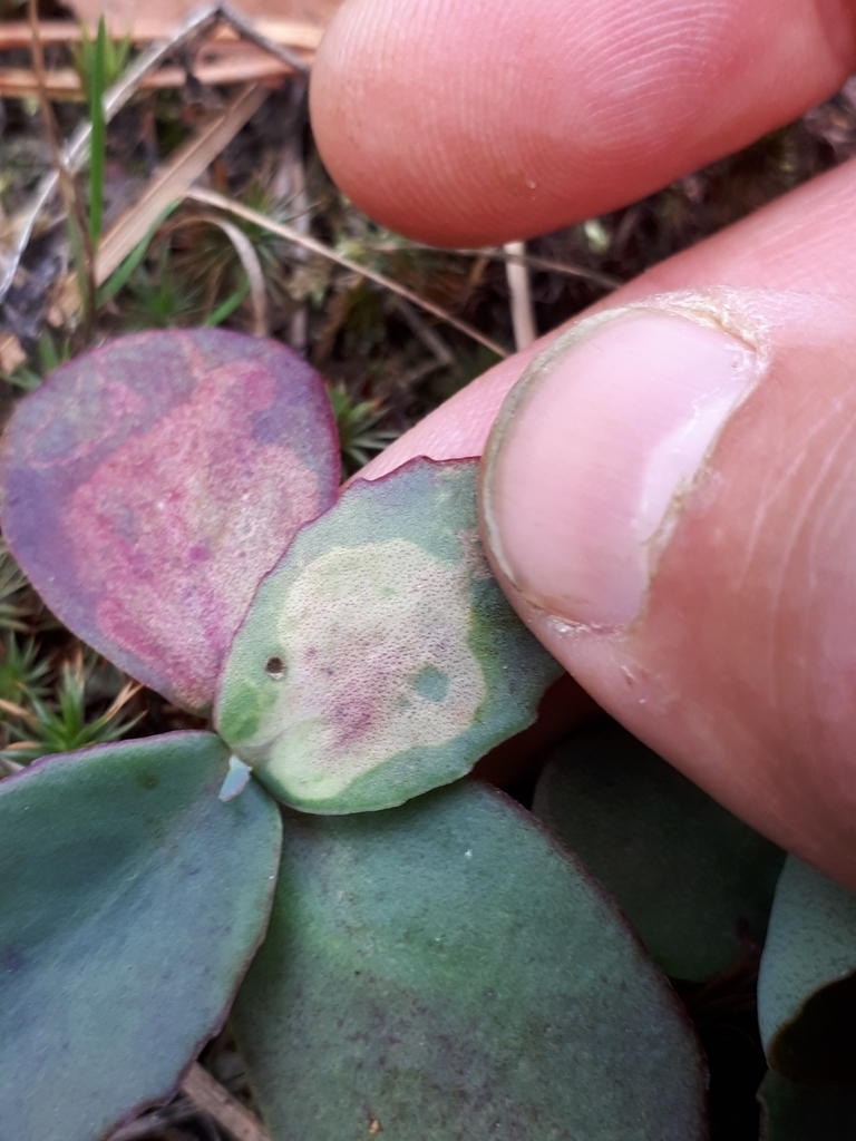 Phytomyza sedicola