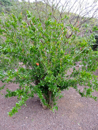 Punica granatum