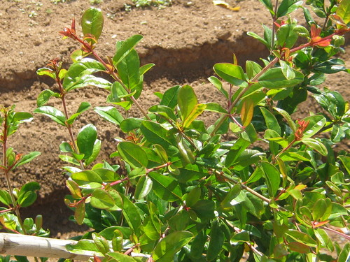 Punica granatum