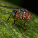 Mesembrinellidae - Photo (c) Tony Iwane,  זכויות יוצרים חלקיות (CC BY-NC), uploaded by Tony Iwane