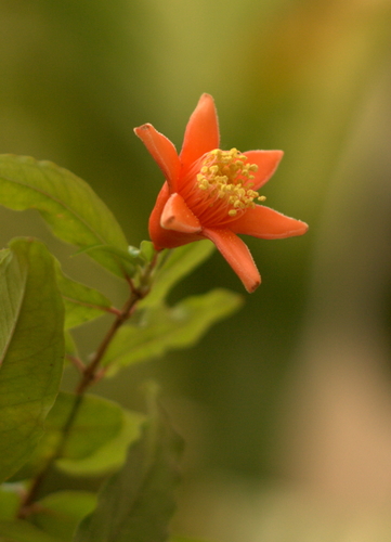 Punica granatum