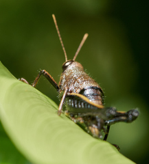 Psiloscirtus flavipes