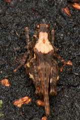 Tetrigoidea
