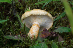 Lactarius scrobiculatus canadensis