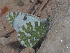 Euchloe crameri