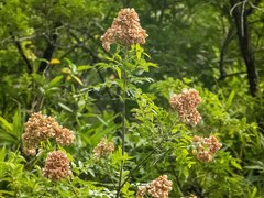 Boniodendron parviflorum