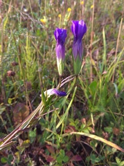 Gentianopsis barbata