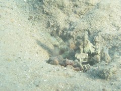 Cryptocentrus leptocephalus