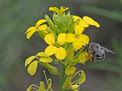 Erysimum nevadense rondae
