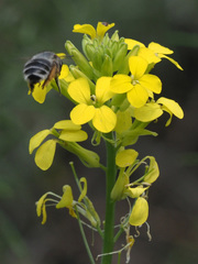 Erysimum nevadense rondae