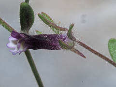 Chaenorhinum rubrifolium rubrifolium