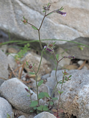 Chaenorhinum rubrifolium rubrifolium