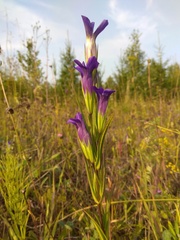 Gentianopsis barbata
