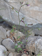Chaenorhinum rubrifolium rubrifolium