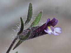 Chaenorhinum rubrifolium rubrifolium