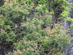 Boniodendron parviflorum