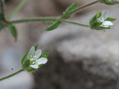 Arenaria modesta
