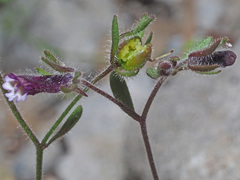 Chaenorhinum rubrifolium rubrifolium
