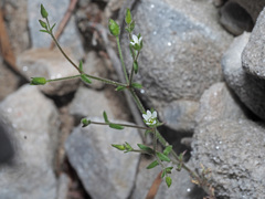 Arenaria modesta