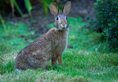 Sylvilagus floridanus