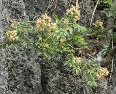 Boniodendron parviflorum