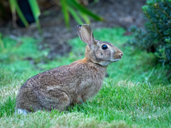 Sylvilagus floridanus