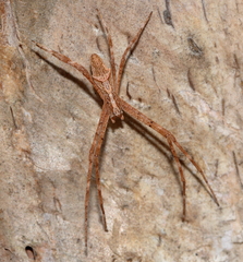 Menneus superciliosus