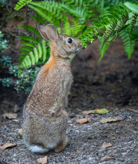 Sylvilagus floridanus