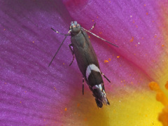 Glyphipterix simpliciella