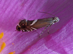 Glyphipterix simpliciella