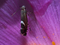 Glyphipterix simpliciella