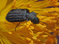 Melyrini