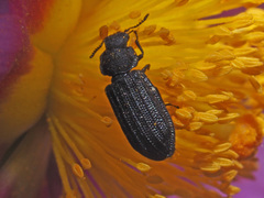 Melyrini