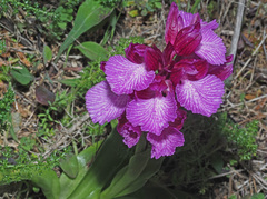Anacamptis papilionacea grandiflora