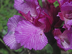 Anacamptis papilionacea grandiflora