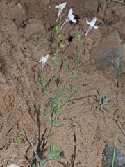 Linaria saturejoides