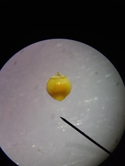 Rhynchospora harveyi