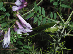 Vicia villosa pseudocracca